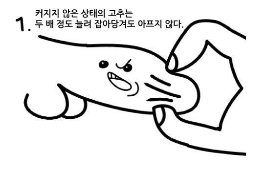 여자는 잘 모르는 고추의 비밀.jpg | 인스티즈