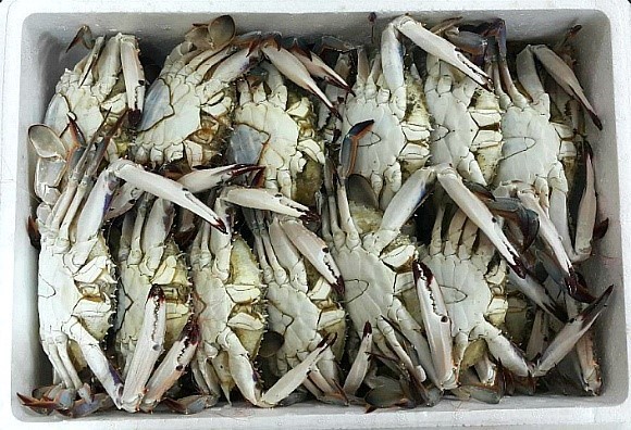 서해냉동 이미지