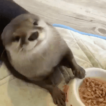 밥 맛있게 먹는 수달.gif | 인스티즈