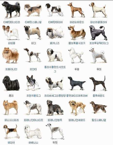 개의 종류는 얼마나 알고 계십니까^^? | 인스티즈