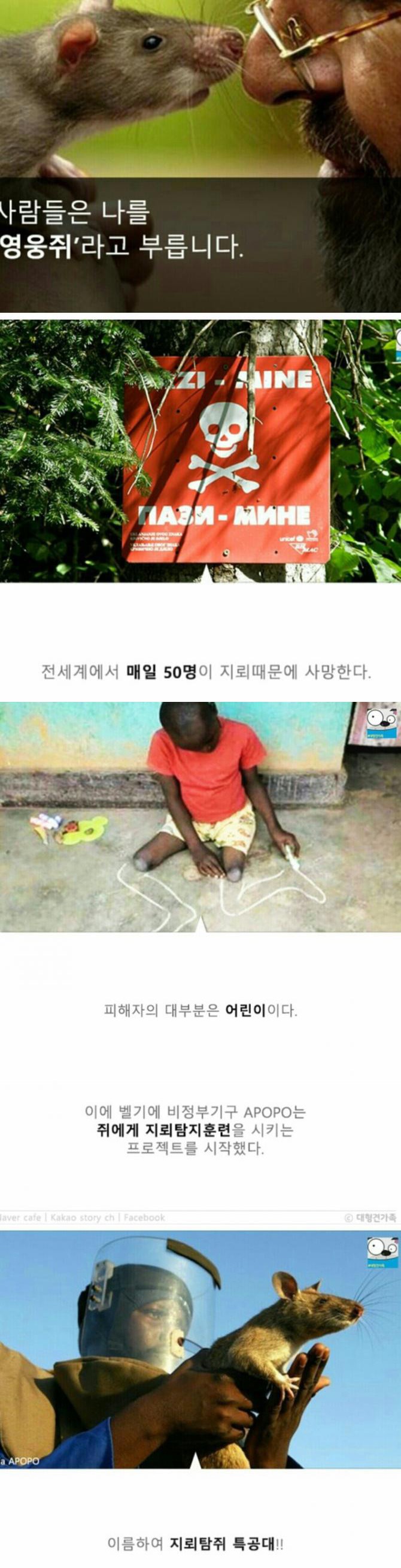 성공률 100％ 사망율 0％ | 인스티즈