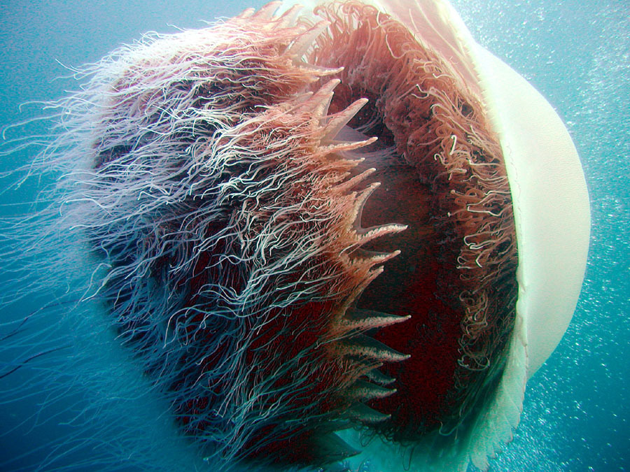 바다 가면 흔하게 볼 수 있는 한 덩치 하는 것들 | 인스티즈