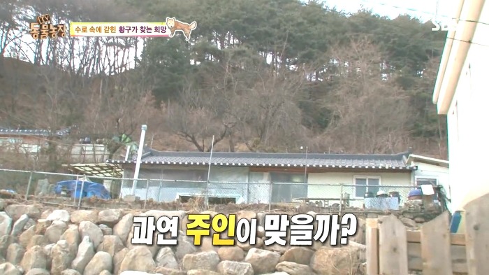 [동물농장] 수로 속에 갇힌 황구가 찾는 희망.JPG (감동주의) | 인스티즈