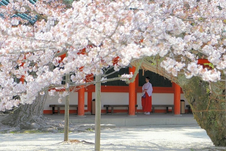 일본에 있는 무녀 알바 | 인스티즈