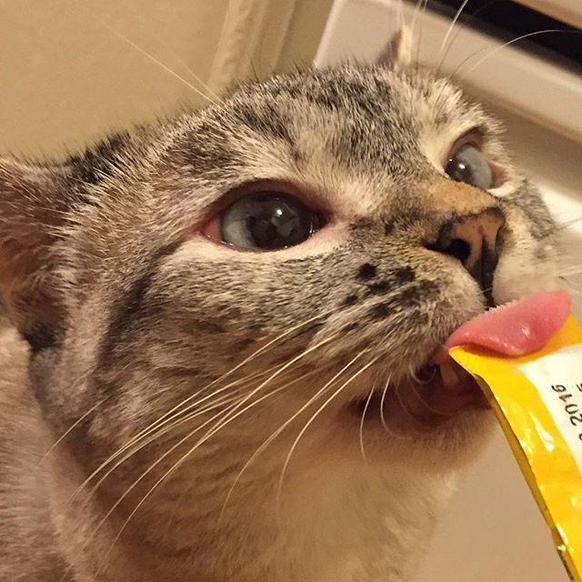 인스타 최고의 귀염둥이 냥냥이 nala | 인스티즈