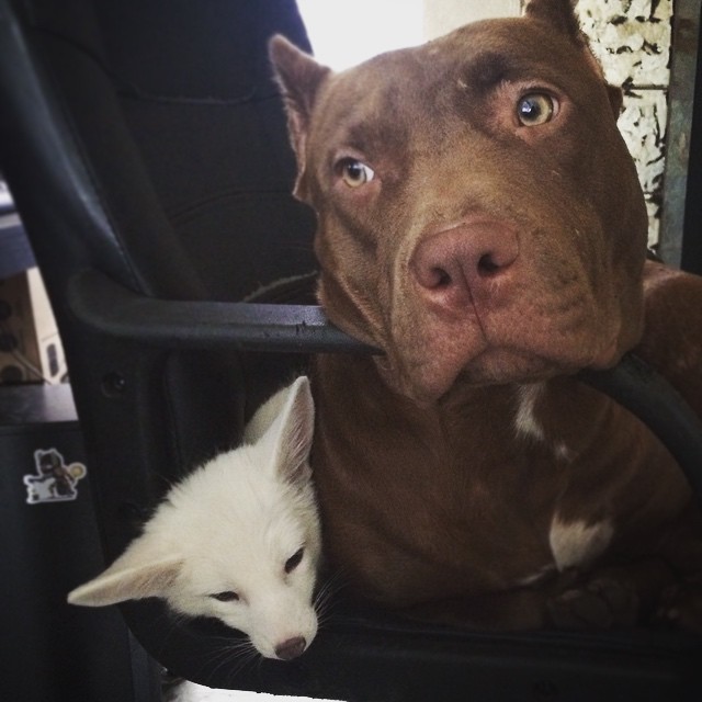 백여우.jpg | 인스티즈