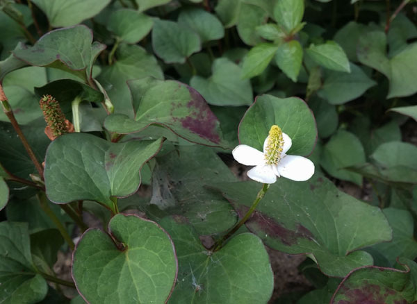 산세라 이미지
