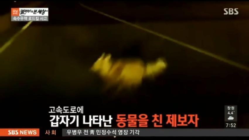 강아지 로드킬 . jpg | 인스티즈