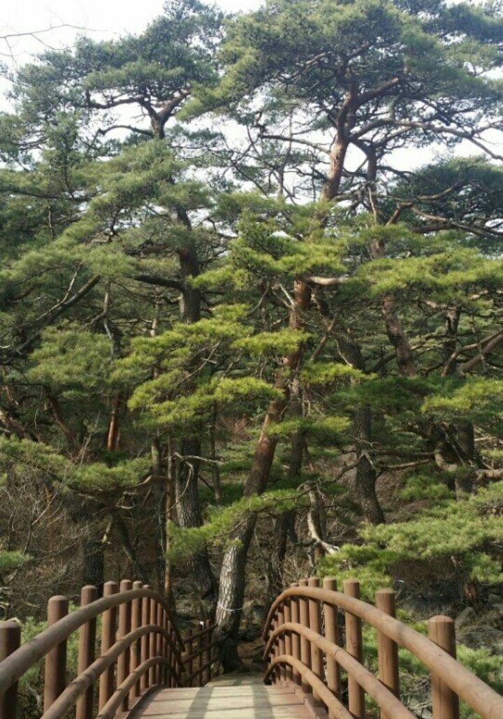 소나무향기 이미지