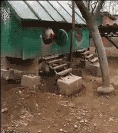 진짜 닭이다 vs 사람이다 .gif | 인스티즈