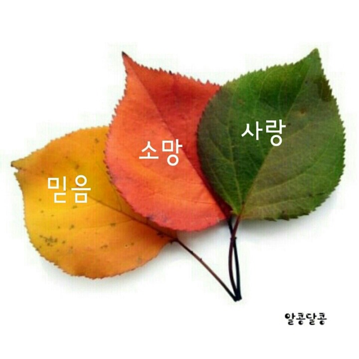 심수 이미지