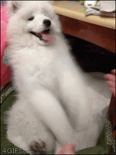 귀여운 강아지들.gif | 인스티즈