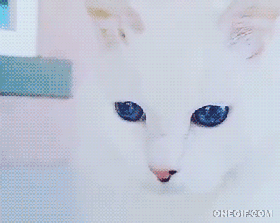 보석같은 눈을 가진 고양이들 | 인스티즈