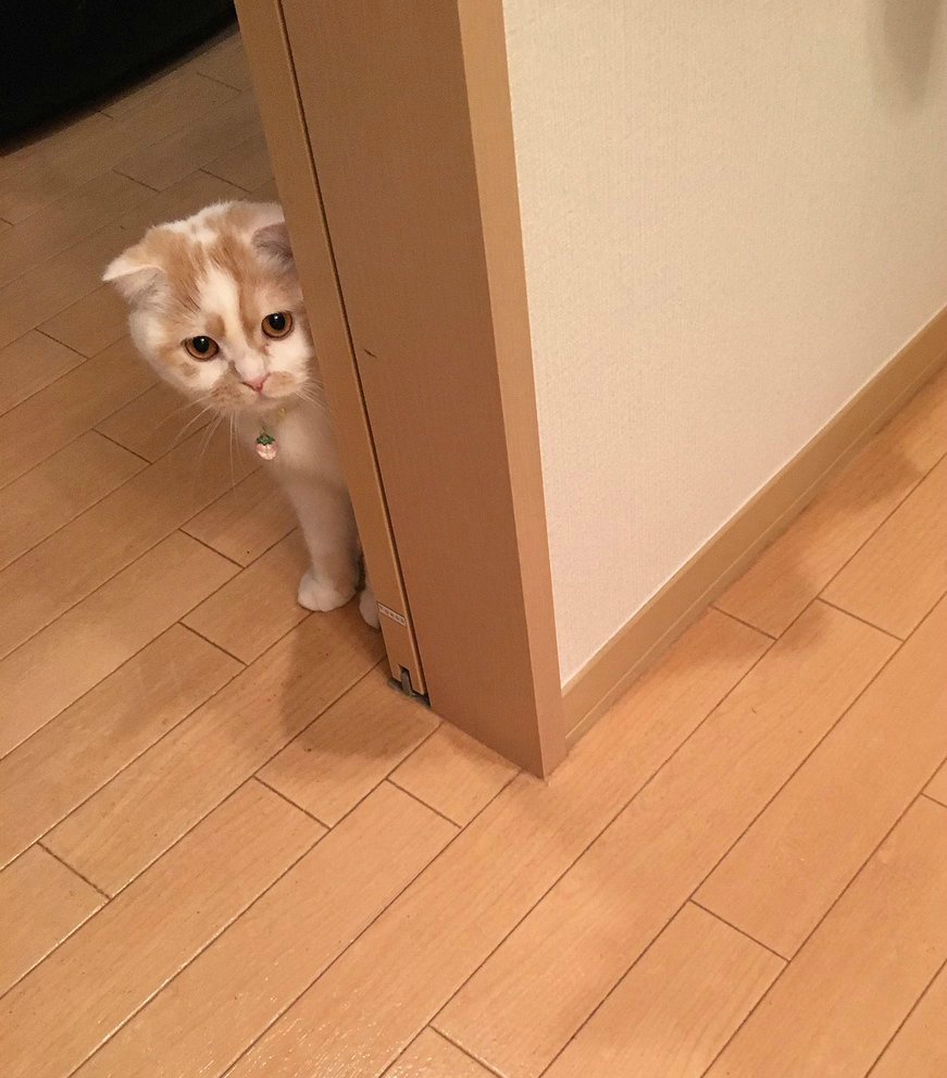 이래도 고양이 입니까?? | 인스티즈