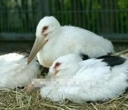 뱁새찡이 황새 따라가다 가랭이 찢어지는 이유.jpg | 인스티즈