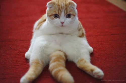 스코티쉬 폴드 고양이.jpg | 인스티즈