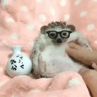 애완 고슴도치.gif | 인스티즈