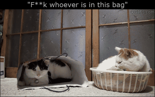 냥아치 모음.gif | 인스티즈