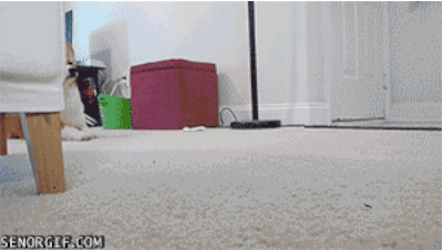 짧은 다리가 매력적인 웰시코기.gif | 인스티즈