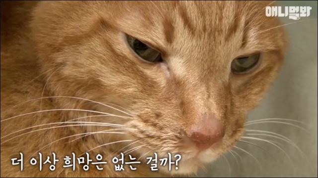 거식증 걸린 고양이 준팔이 그후 | 인스티즈