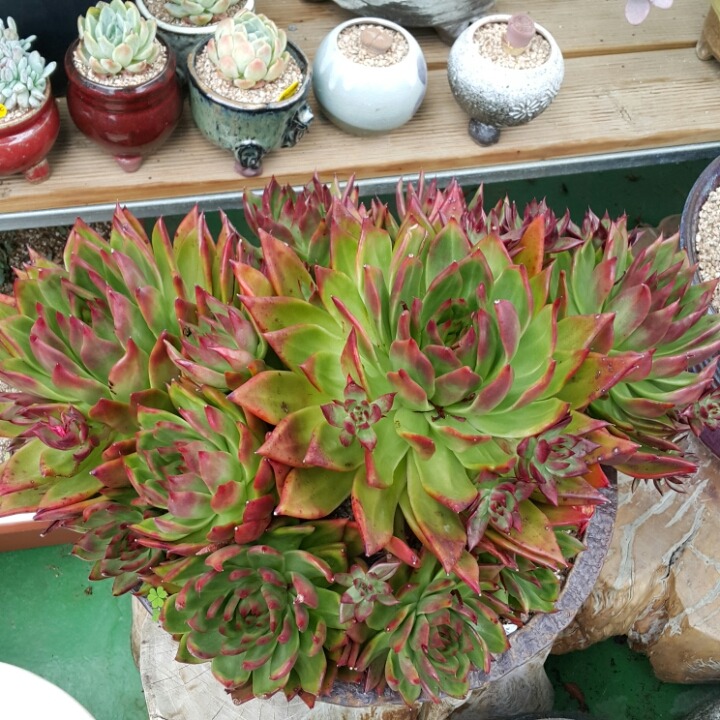 다육이야기 이미지