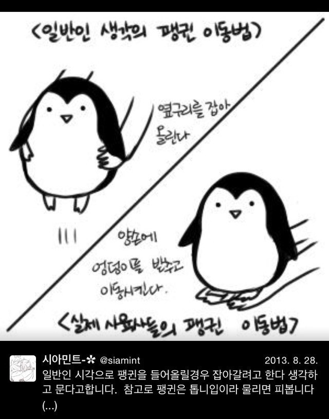 펭귄은 옆구리 잡고 들면 안됨 | 인스티즈