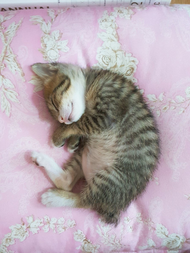 자는 냥이 뽈록배 찔렀더니 숨겼어 | 인스티즈
