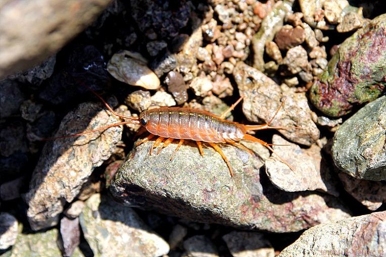 바다가면 제일 많이 보이는거 (혐오주의) | 인스티즈