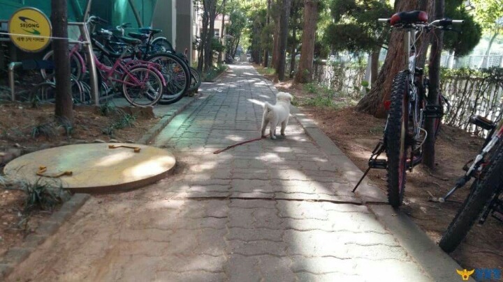 시흥시 옥구지구대 강아지 옥도리.jpg | 인스티즈