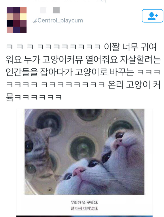 고양이 커뮤가 있다면 이런모습 | 인스티즈