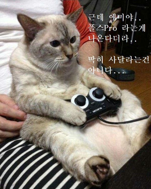 게임하는 고양이들 | 인스티즈