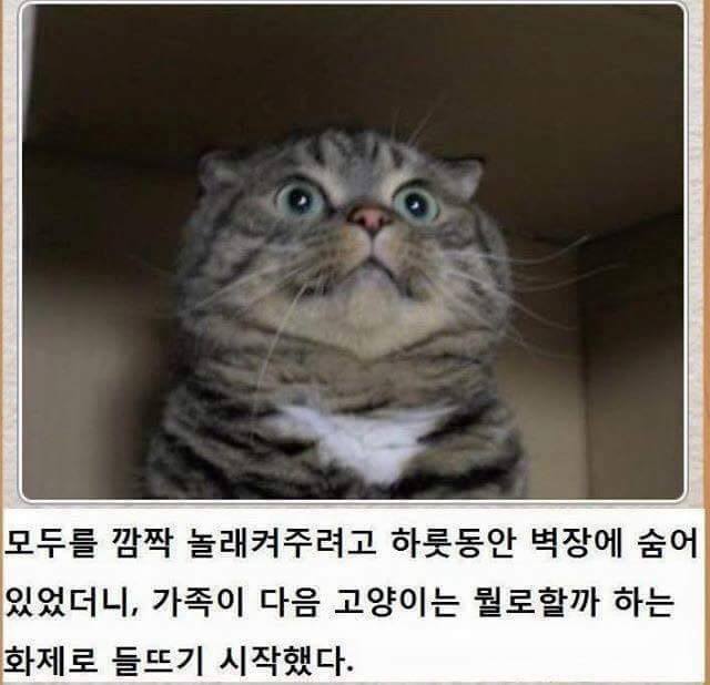 고양이 시리즈.jpg | 인스티즈