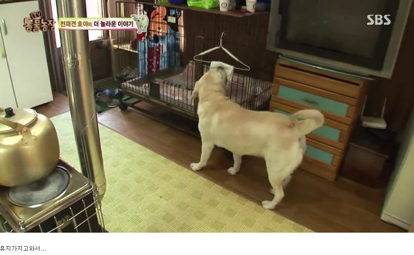 동물농장 완전 똑똑한 멍멍이 | 인스티즈