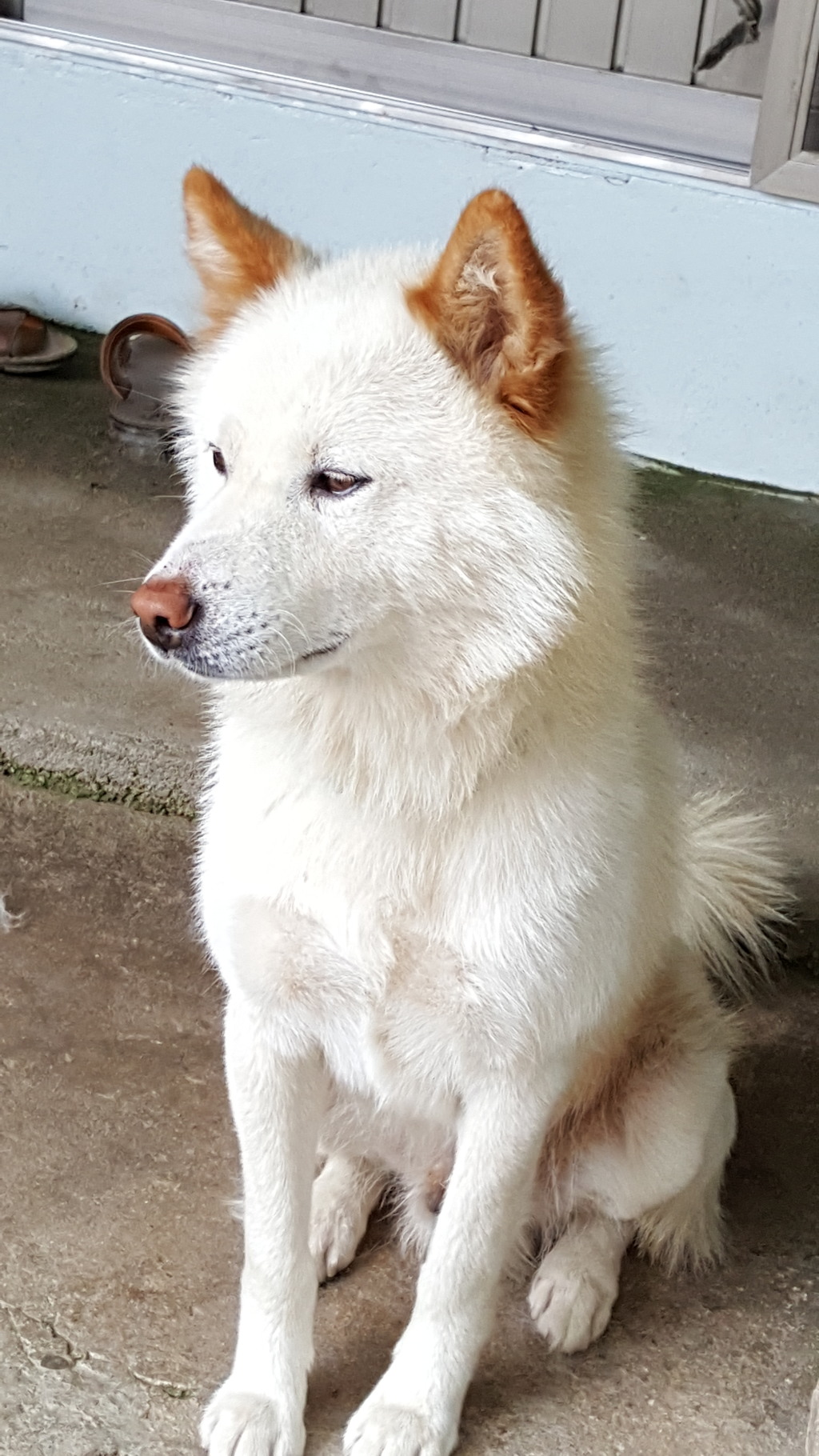 수컷 이미지