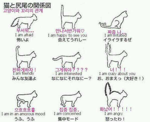 고양이와 꼬리의 관계 | 인스티즈