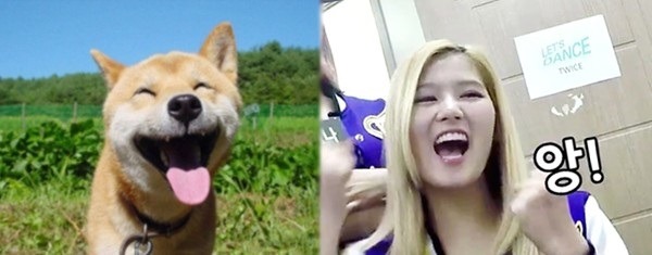 시바견닮은 트와이스 사나 | 인스티즈