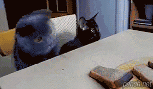 냥이 부추기는 냥이.GIF | 인스티즈