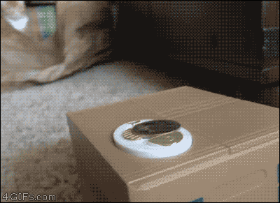 집사야 이게 뭐냥.gif | 인스티즈