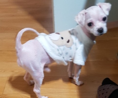 [판] 제가 주서온(?)말티즈유기견변화과정(인천동암,간석오거리부근 산에개버린것들꼭봐라) | 인스티즈