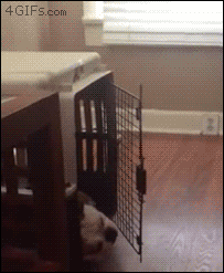 견생에 낙이 없다 ...GIF | 인스티즈