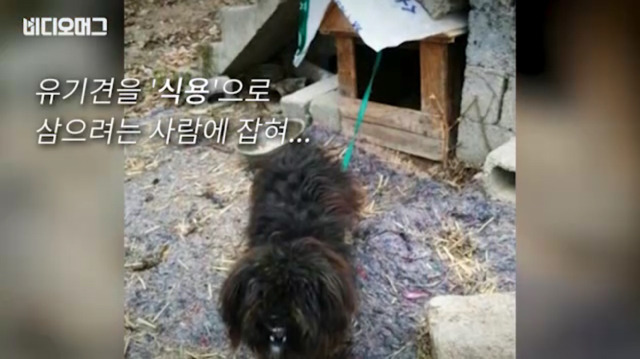 토리가 새마약방석이 맘에 들었나보다(영상） | 인스티즈
