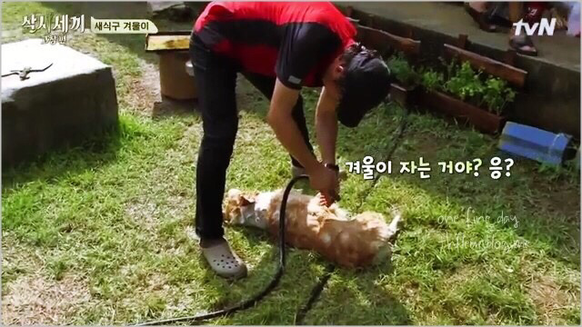 너무 귀여운 유해진 반려견 겨울이♡ | 인스티즈