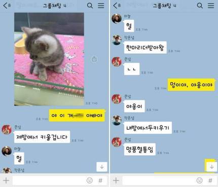냥집사들 🐱 (사진 엄청많음 주의) | 인스티즈