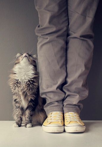 사람들의 사랑을 좋아하는 냥이들.jpg | 인스티즈