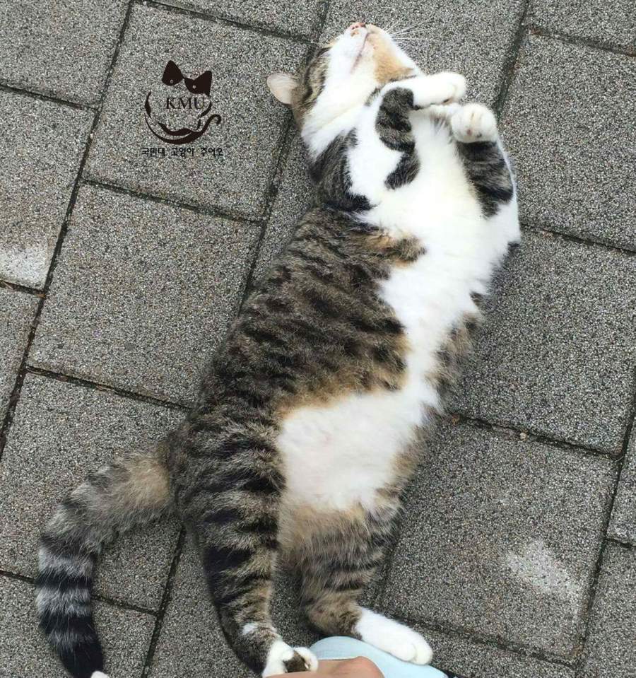 통통한 고양이 | 인스티즈