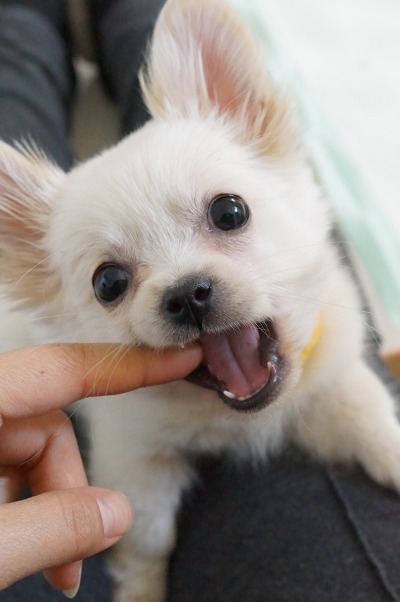 예솔 이미지