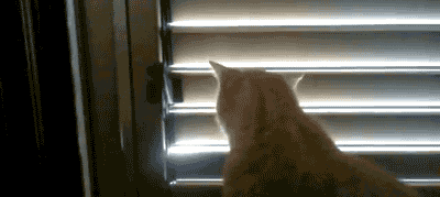 시크한 고양이들 .gif | 인스티즈