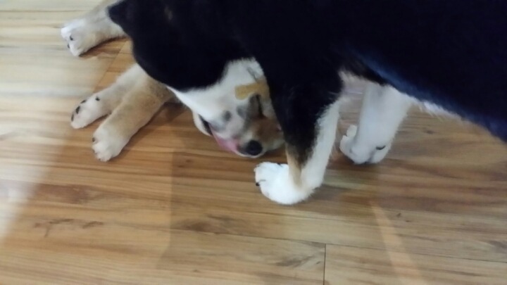 야쿠 이미지