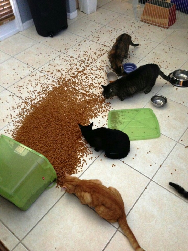 밥먹는 고양이.jpg | 인스티즈