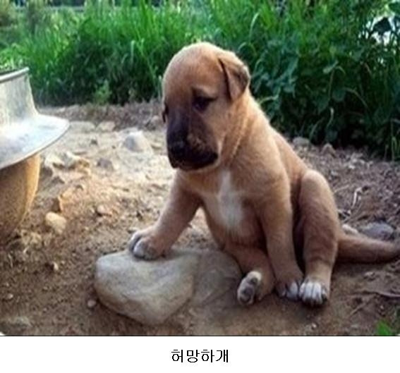 복 이미지